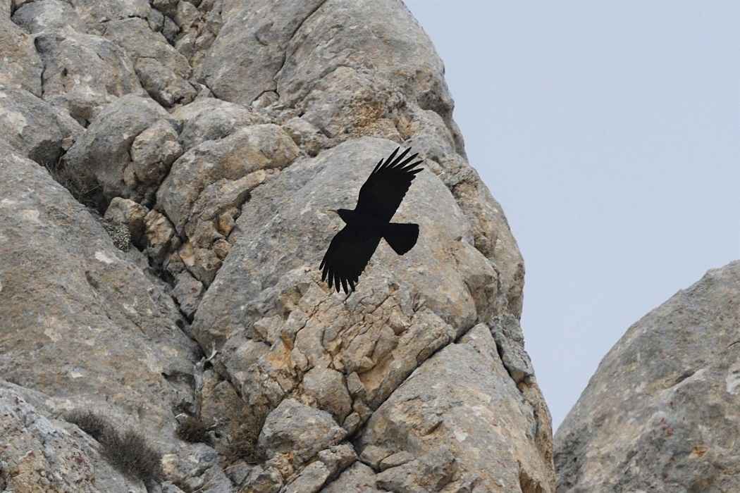 Red-billed Chough